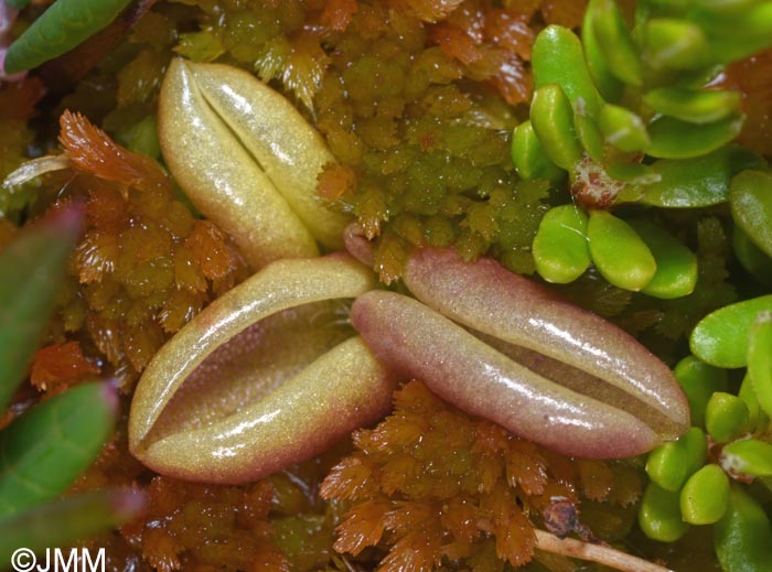 Pinguicula villosa