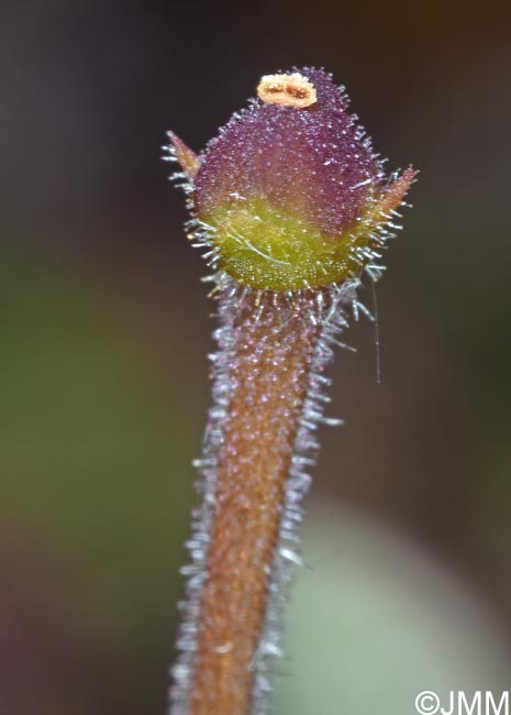 Pinguicula villosa