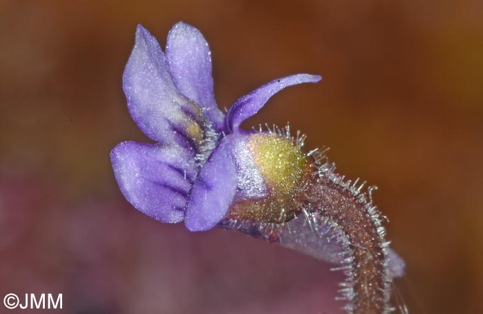 Pinguicula villosa