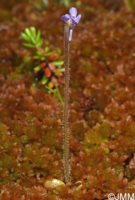 Pinguicula villosa