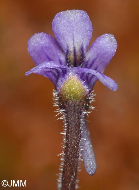Pinguicula villosa
