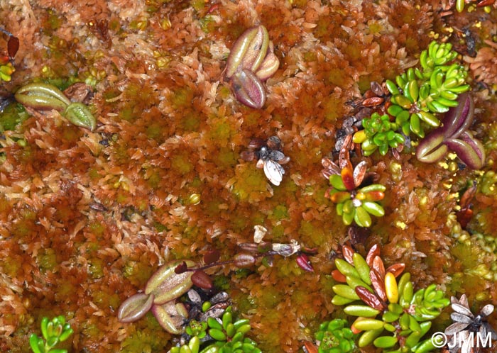 Pinguicula villosa