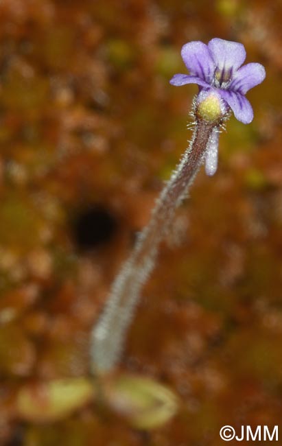 Pinguicula villosa