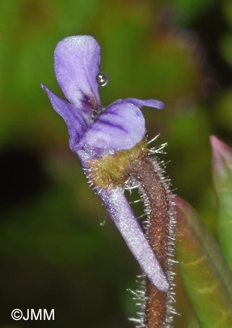 Pinguicula villosa