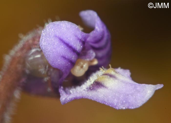Pinguicula villosa