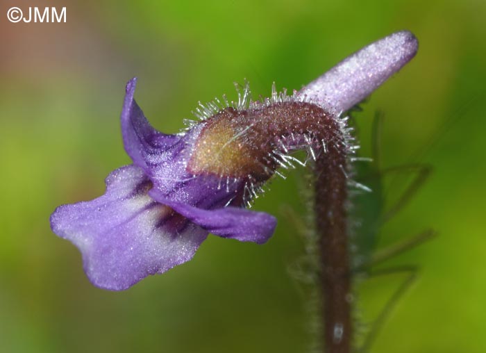 Pinguicula villosa