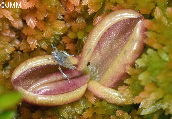 Pinguicula villosa