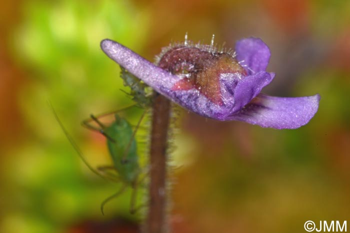Pinguicula villosa
