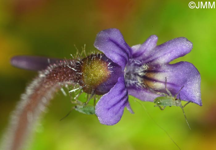 Pinguicula villosa