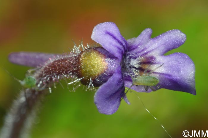 Pinguicula villosa