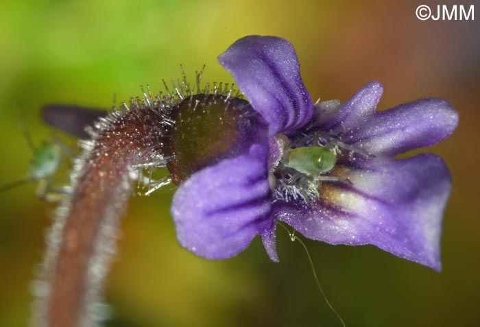 Pinguicula villosa