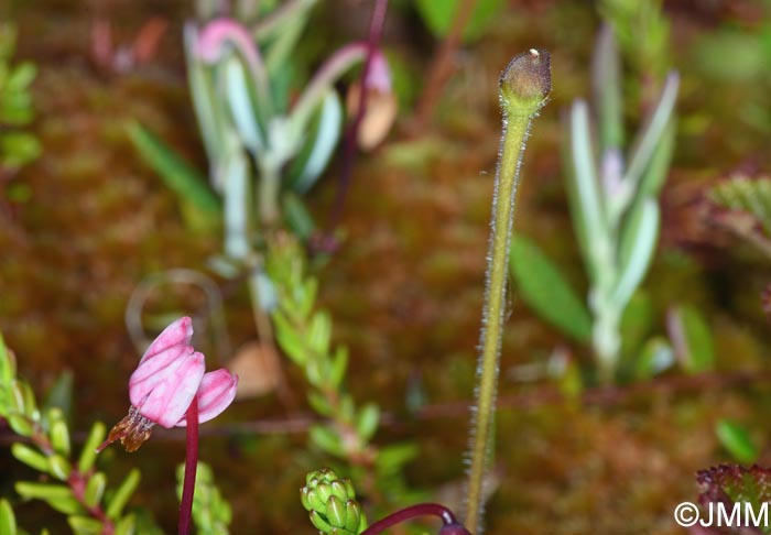 Pinguicula villosa