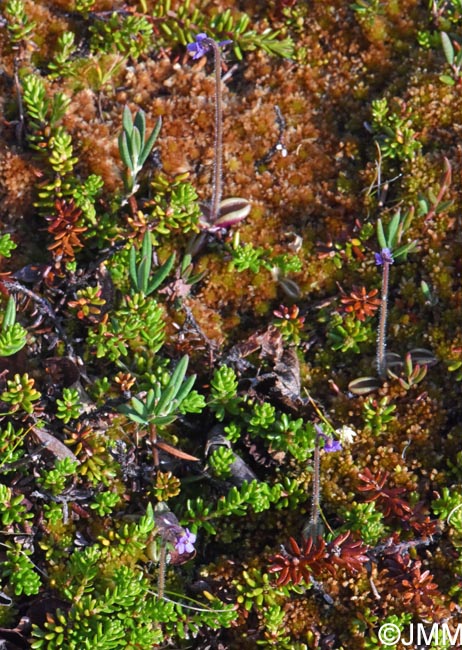 Pinguicula villosa