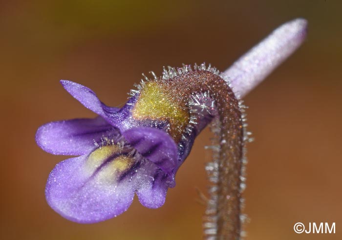 Pinguicula villosa