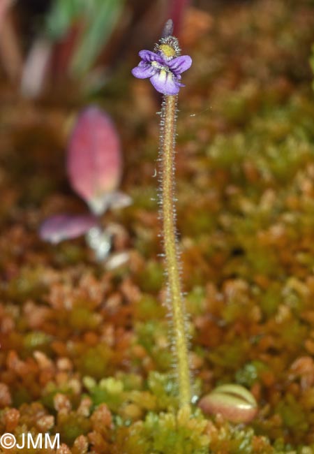 Pinguicula villosa