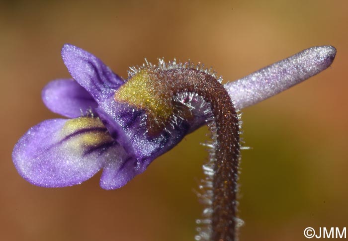 Pinguicula villosa