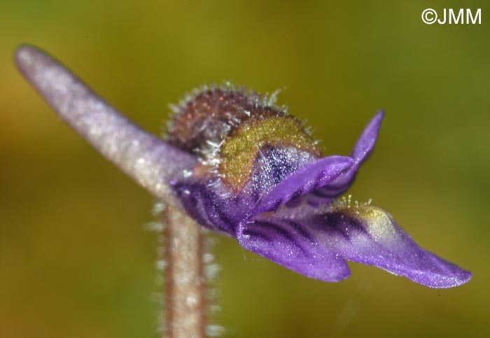 Pinguicula villosa