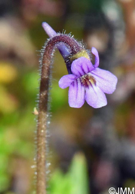 Pinguicula villosa