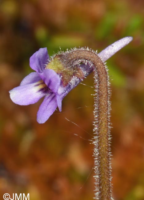 Pinguicula villosa