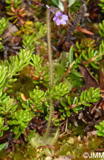 Pinguicula villosa
