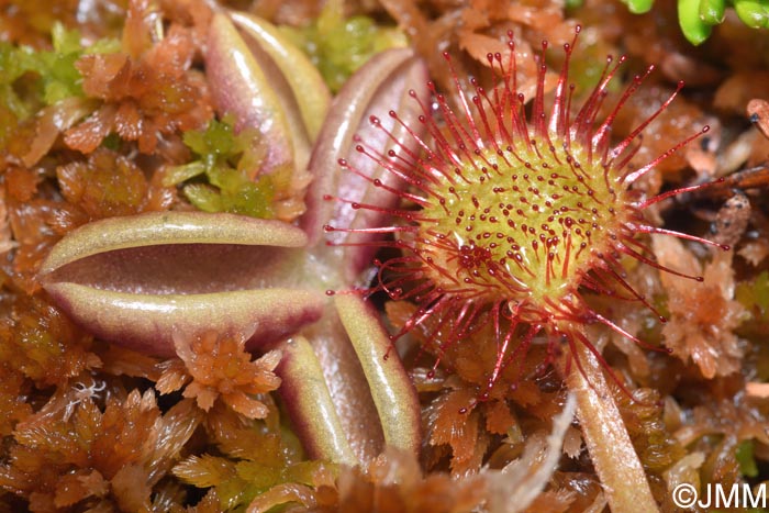 Pinguicula villosa et Drosera rotundifolia
