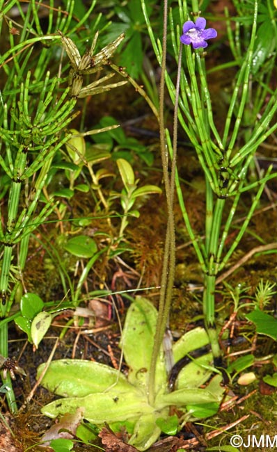 Pinguicula vulgaris