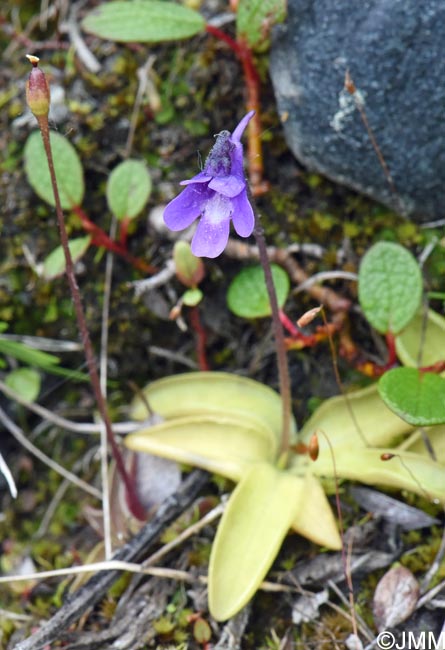 Pinguicula vulgaris