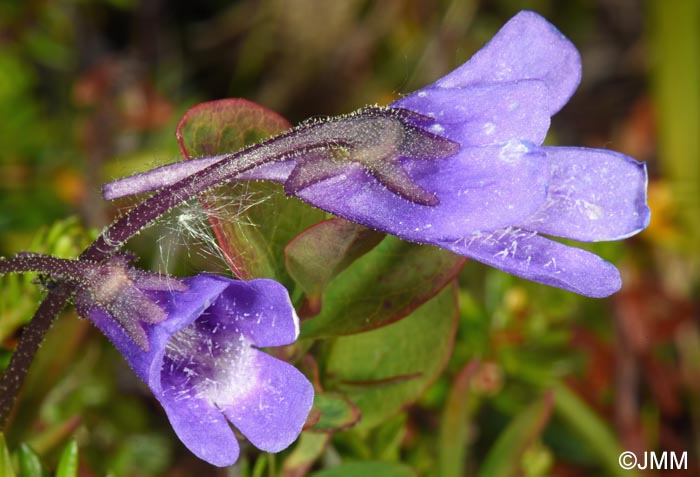 Pinguicula vulgaris