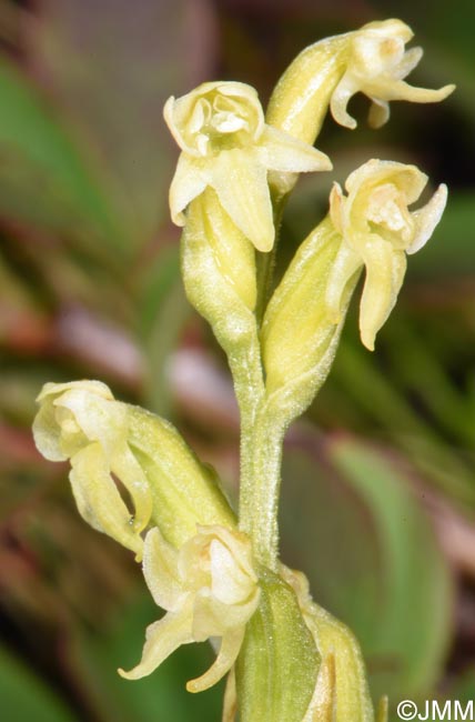 Platanthera oligantha