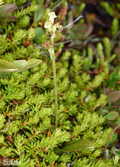 Platanthera oligantha