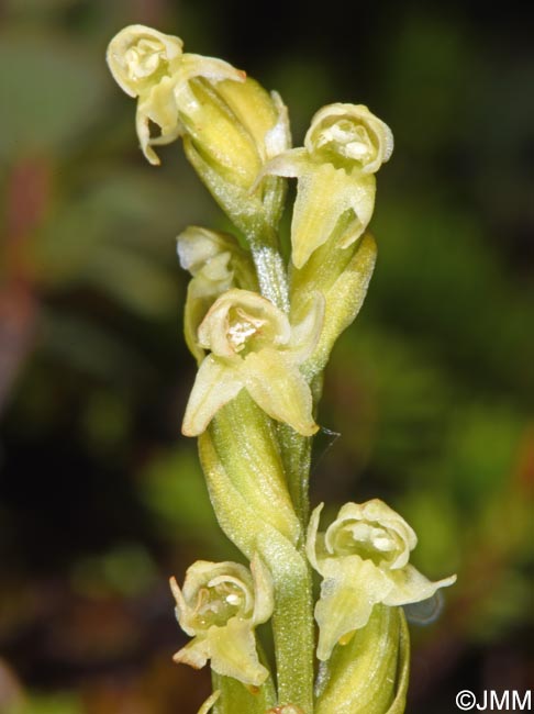 Platanthera oligantha
