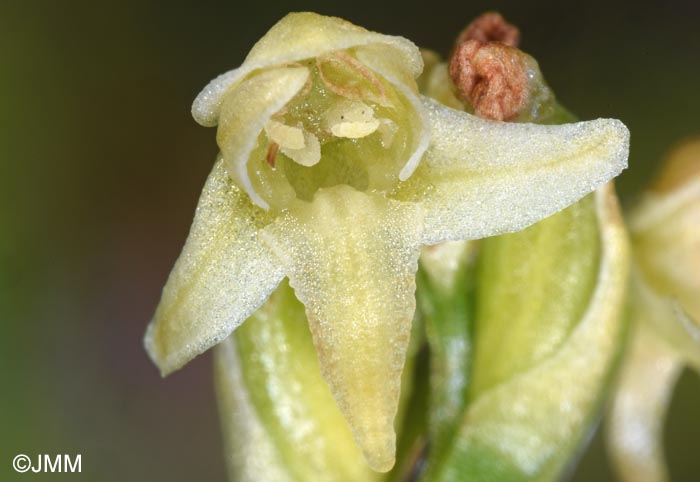 Platanthera oligantha