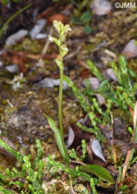 Platanthera oligantha