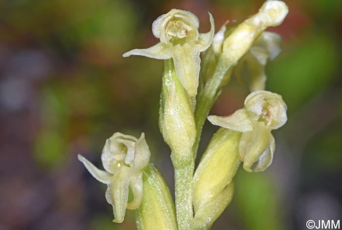 Platanthera oligantha
