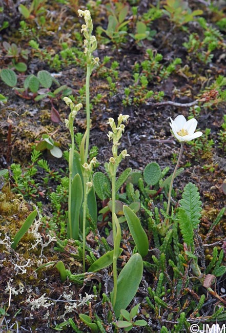 Platanthera oligantha & Dryas octopetala
