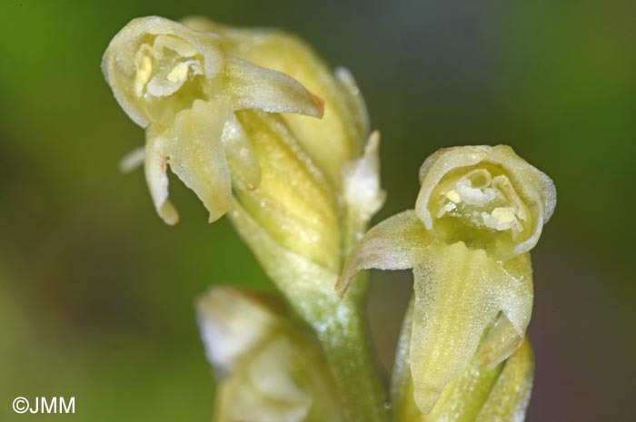 Platanthera oligantha