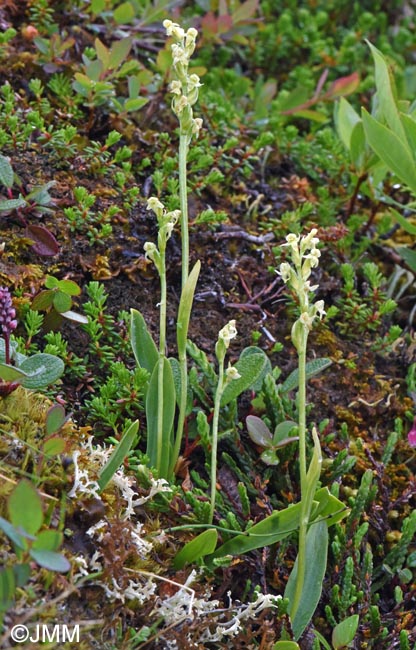 Platanthera oligantha