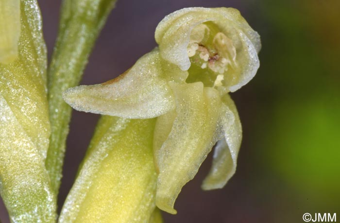 Platanthera oligantha