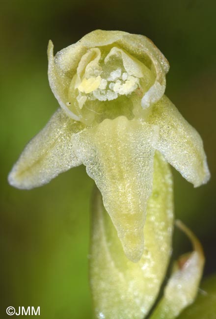 Platanthera oligantha