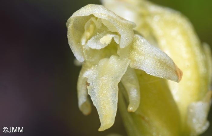 Platanthera oligantha