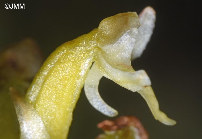 Platanthera oligantha