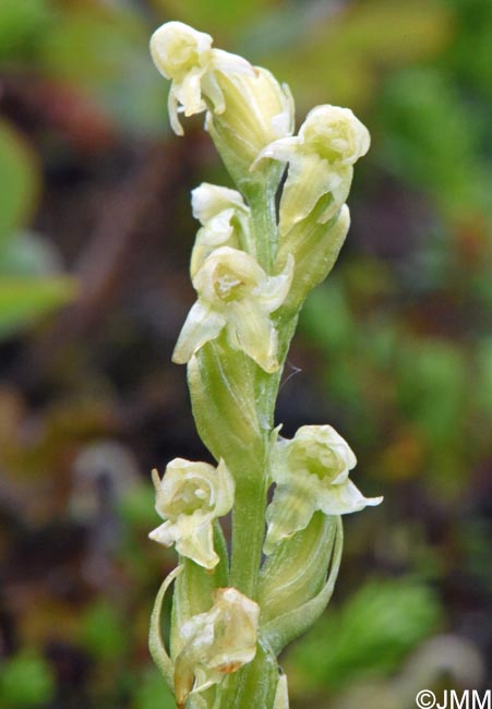 Platanthera oligantha