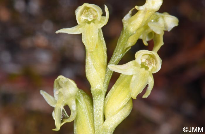 Platanthera oligantha