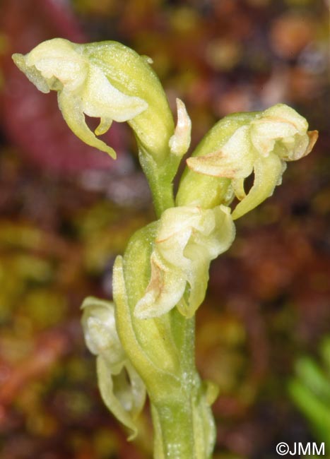 Platanthera oligantha