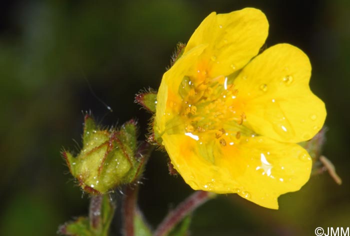 Potentilla crantzii