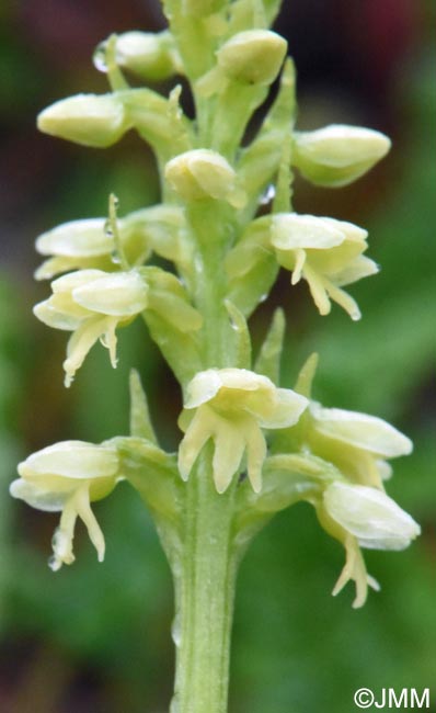 Pseudorchis straminea