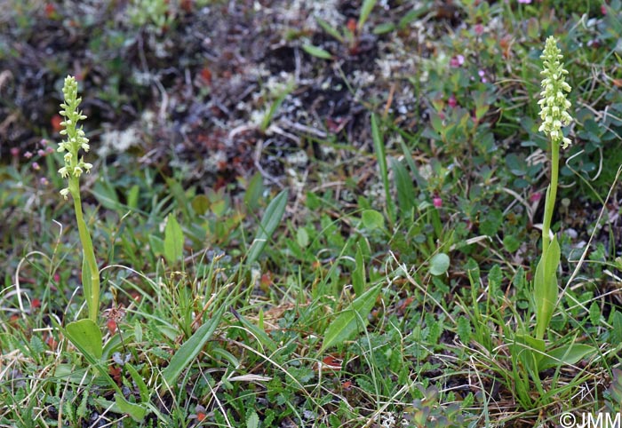 Pseudorchis straminea