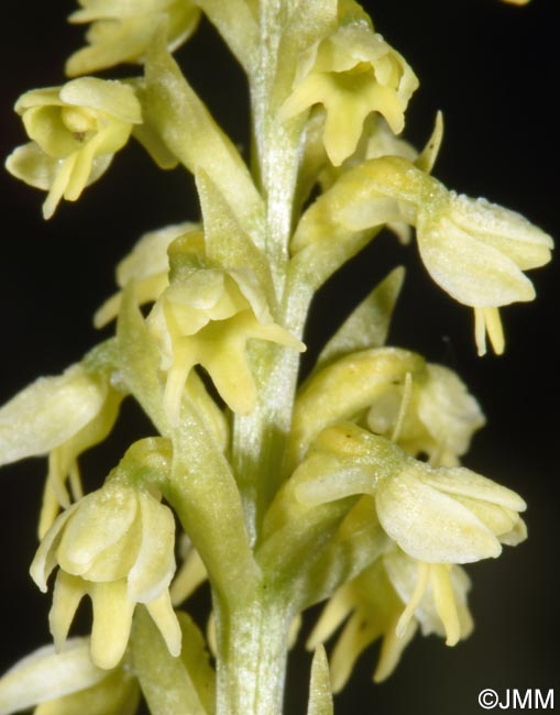Pseudorchis straminea