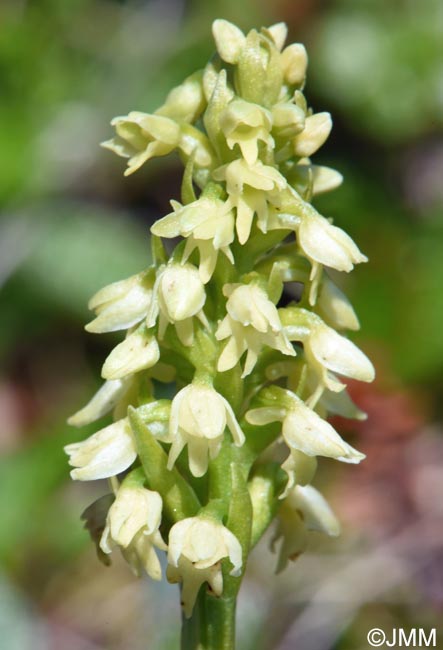 Pseudorchis straminea