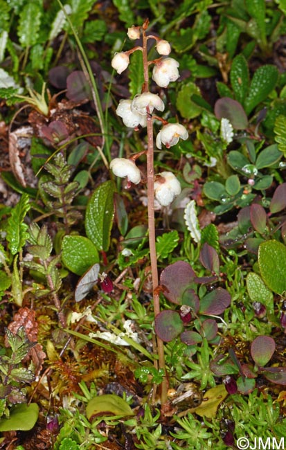 Pyrola rotundifolia subsp. norvegica